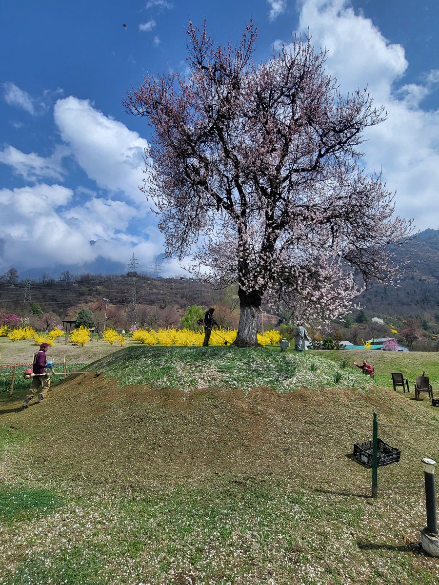 Mussarat Zia tweet media