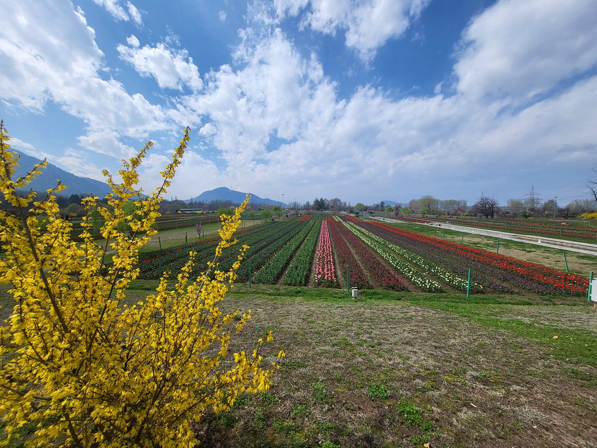 Mussarat Zia tweet media