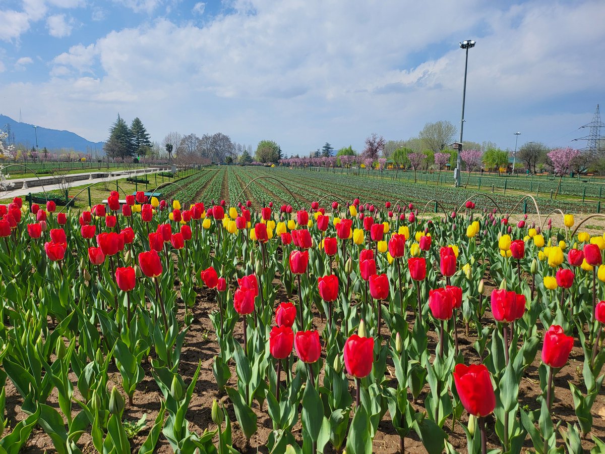 Mussarat Zia tweet media