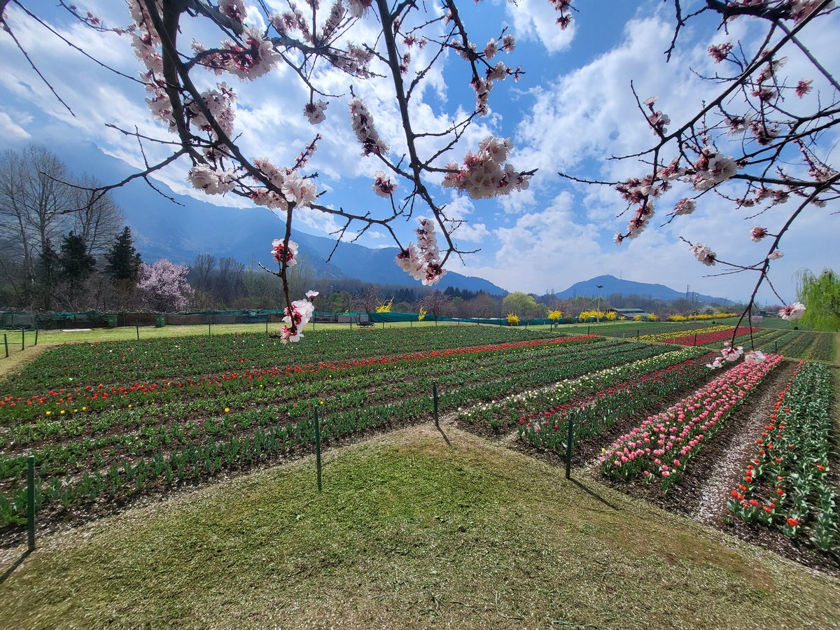 Mussarat Zia tweet media