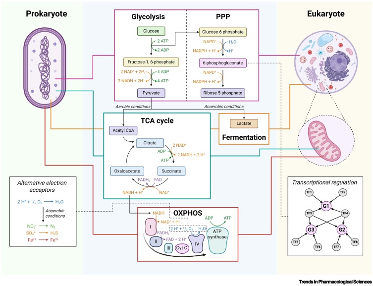 Trends in Pharmacological Sciences tweet media