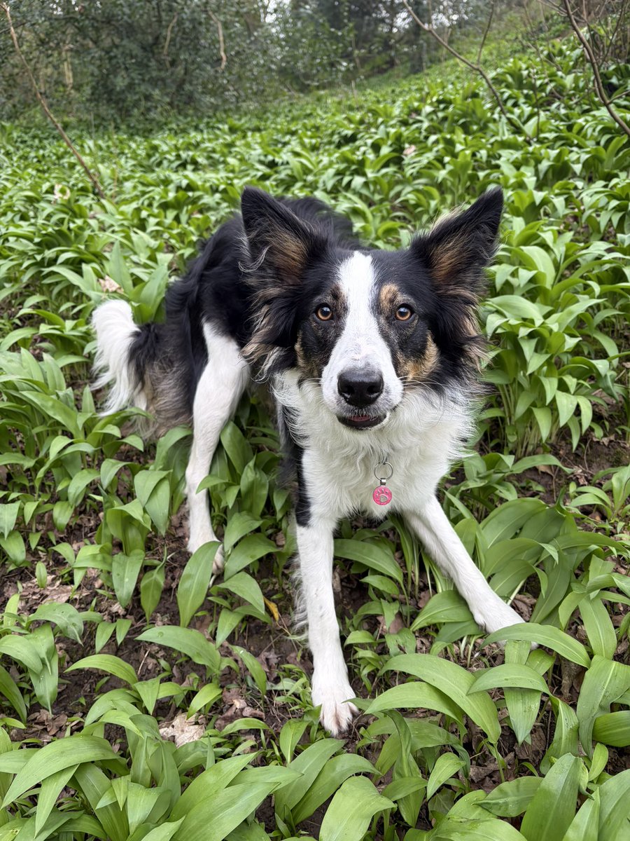 Puppy Bess and Auntie Kes tweet media