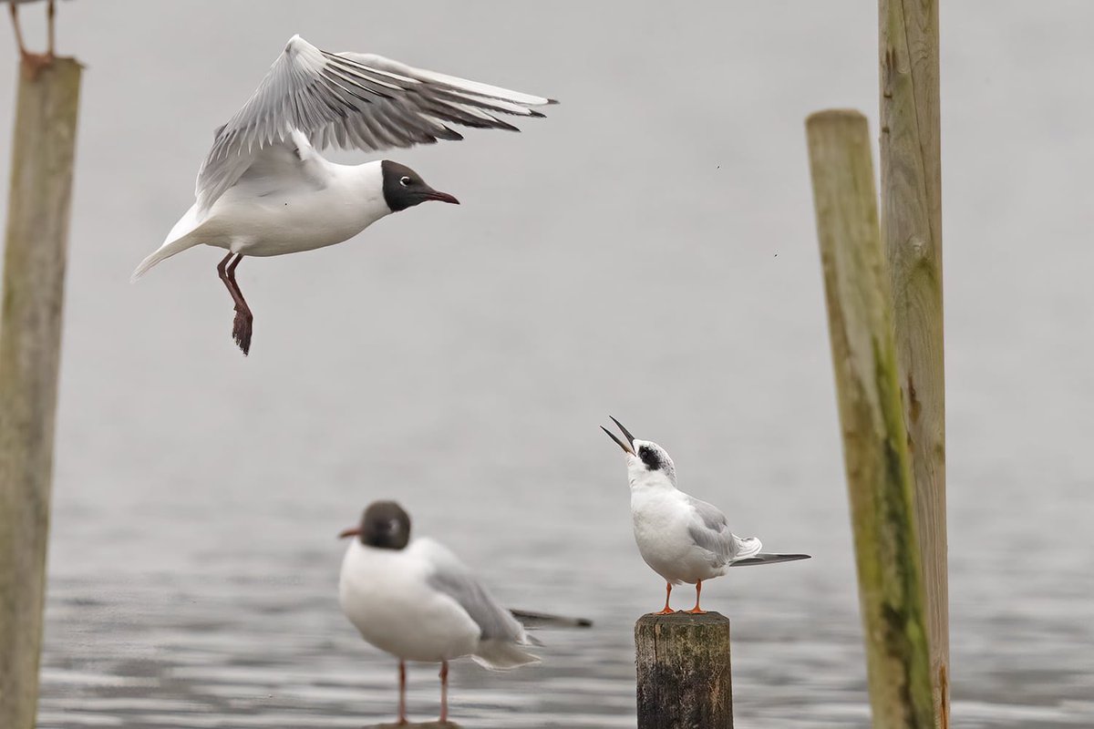 Gary Thoburn tweet media