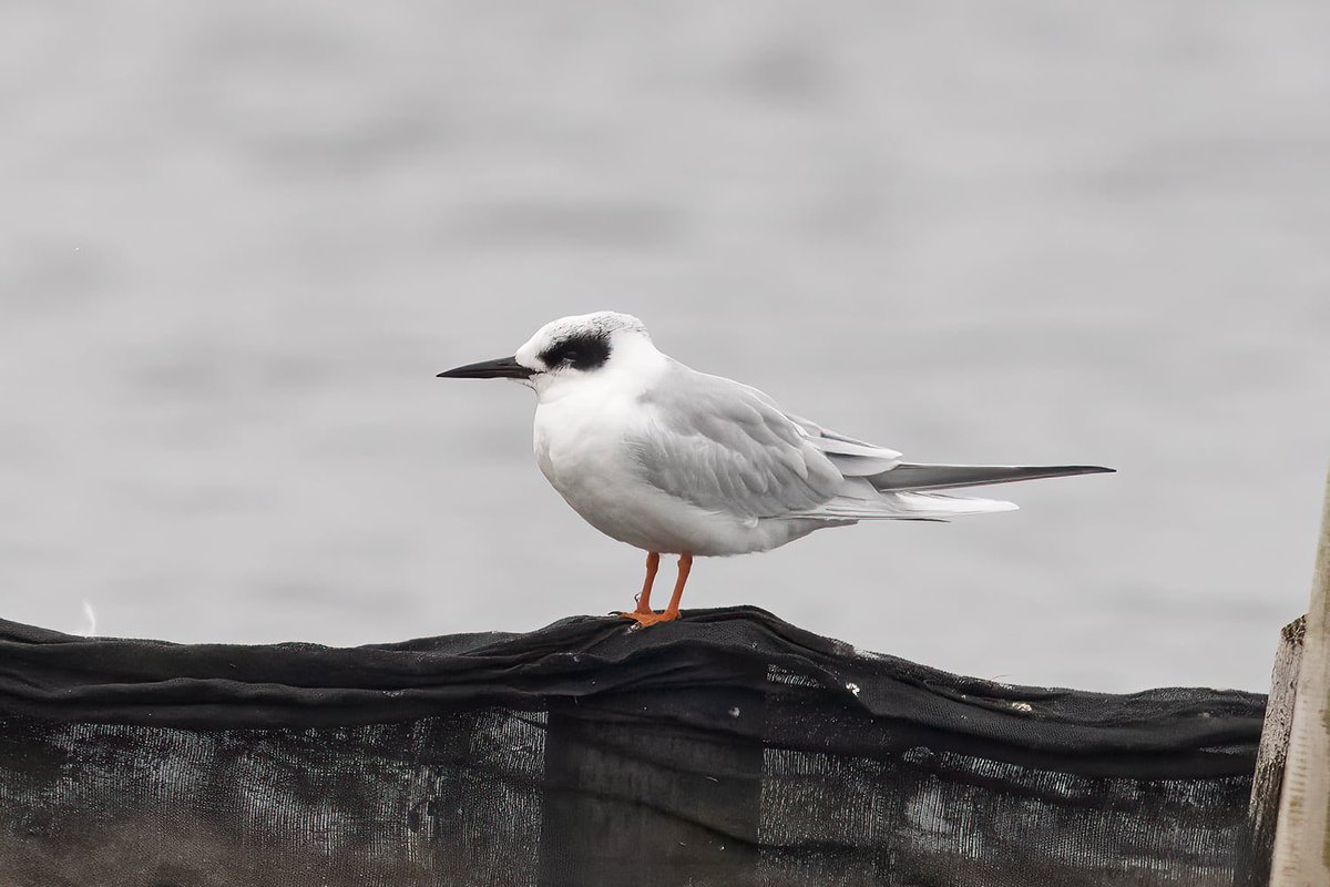 Gary Thoburn tweet media