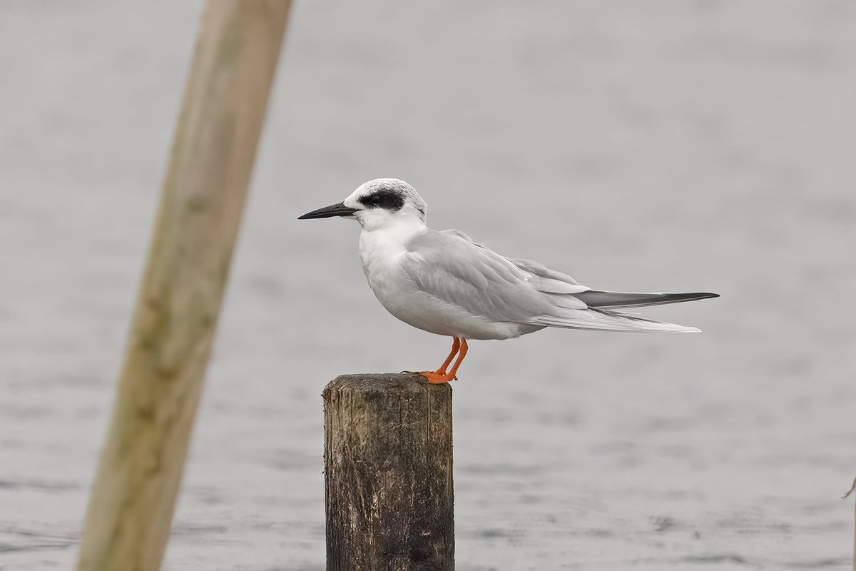 Gary Thoburn tweet media