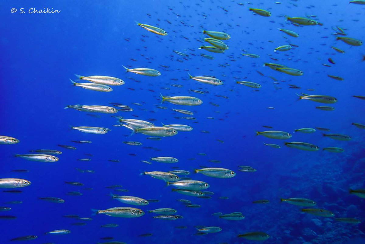 ecodez's tweet photo. 🌡️ Un estudo do MNCN‑CSIC e da Universidade Nacional de Colombia revela que o quecemento crónico dos océanos provoca un descenso anual de ata o 20 % da biomasa de peixes.

🔗 https://t.co/Ue5Sa5lz7U. https://t.co/EoXEzM296x