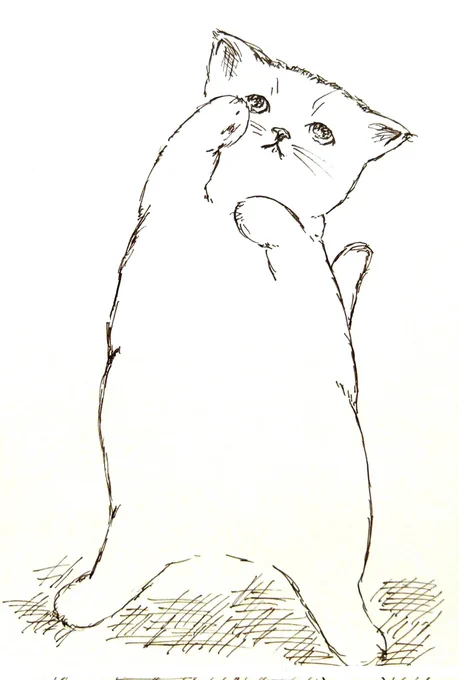 #見つけてくれてありがとう祭開幕
いつもありがとうございます〜🐱 