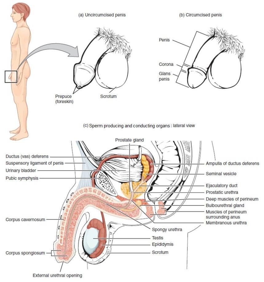 Mindphilosophy tweet media