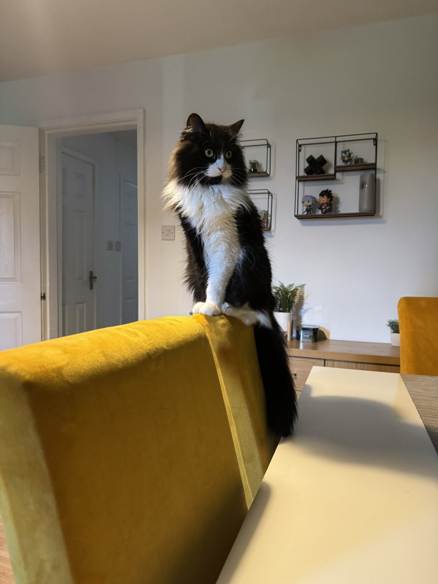 🛼GΛRO tweet media