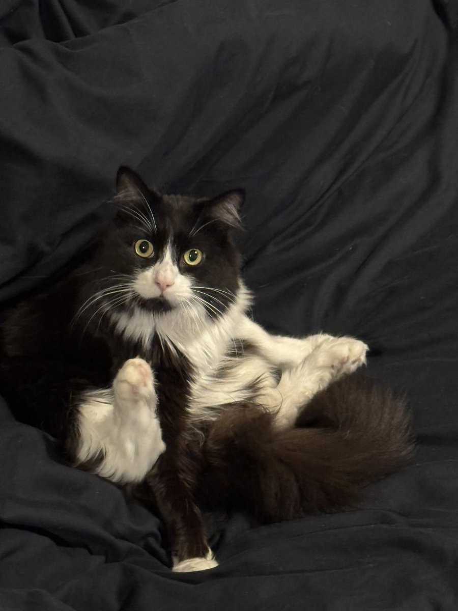 🛼GΛRO tweet media