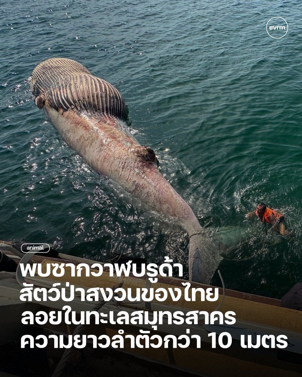 ◉ ANIMAL: พบซากวาฬบรูด้าในทะเลสมุทรสาคร ความยาวลำตัวกว่า 10 เมตร  เจ้าหน้าที่นำซากไปตรวจหาสาเหตุต่อไป
.
วันที่ 12 มีนาคม เจ้าหน้าที่ศูนย์วิจัยทรัพยากรทางทะเลและชายฝั่งอ่าวไทยตอนบน (ศวทบ.) พบวาฬกลุ่มซี่กรองลอยอยู่บริเวณชายฝั่งทะเลจังหวัดสมุทรสาคร โดยจากการตรวจสอบเบื้องต้นพบว่า
