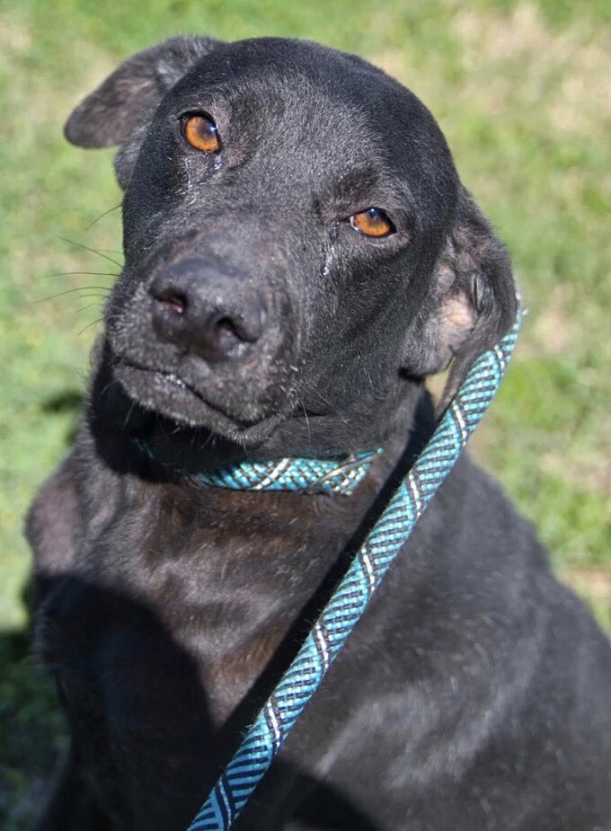 OlwynHope's tweet image. PANTHER #A381959 cruelly Dumped by his owner @ 6yo now feels so lost &amp;amp; afraid at the shelter who want 8 LARGE KENNELS this Friday 3/13  8 dogs TBK💉 for SPACE PANTHER one of the BIGGER DOGS is in ‼️GREAT DANGER ‼️💉 🙏 #PLEDGE to attract #RESCUES or 📞 #ADOPT PLZ HELP PANTHER🙏