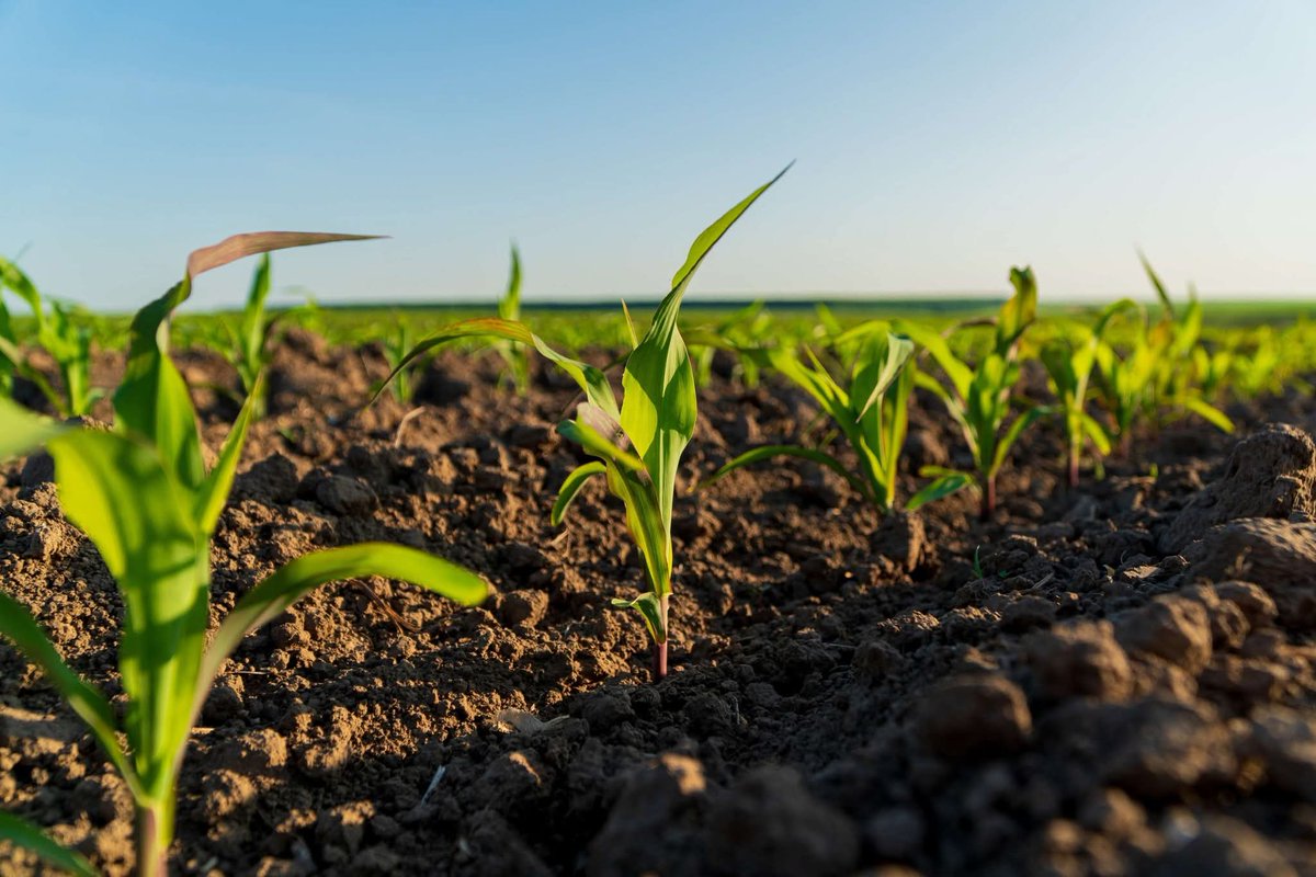 UPnasagric's tweet photo. UP researchers are advancing agroecological transitions in Africa through NATAE. From smallholder farming in SA to digital decision-support tools in North Africa, it strengthens climate resilience, food security &amp; sustainable agriculture systems. Read: https://t.co/FsqlJR4Rhp… https://t.co/RPgkmK2FLw