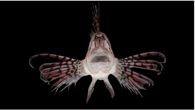 これは全絵描きに知って欲しいんですが、九州大学がSketchfabで360°全方向から生き物の形態を観察できる3D標本をパブリックドメインで公開されてる