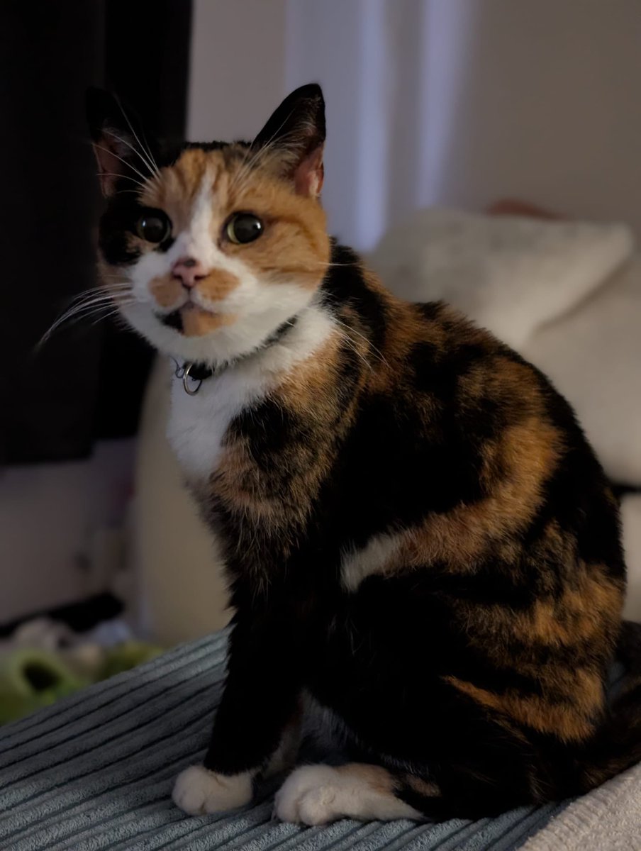 soupandsmudge's tweet photo. IT'S SMUDGE'S BIRTHDAY !!!! 🎉🎉🎉 i can't believe my sweet little baby is now 15 whole years old https://t.co/gtOz5gEb79