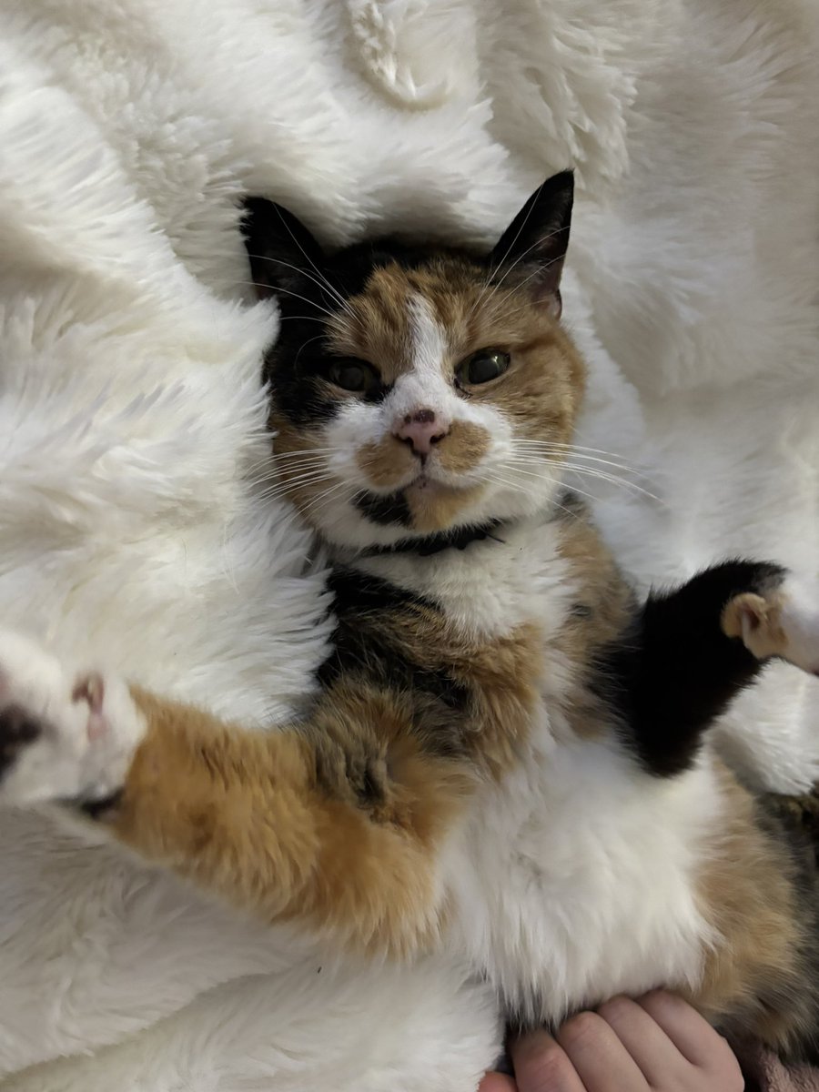 soupandsmudge's tweet photo. IT'S SMUDGE'S BIRTHDAY !!!! 🎉🎉🎉 i can't believe my sweet little baby is now 15 whole years old https://t.co/gtOz5gEb79