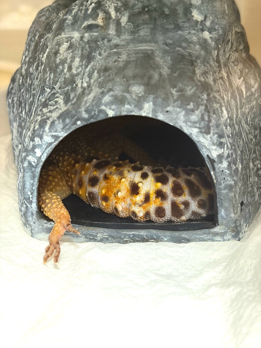 あにあに✩ tweet media