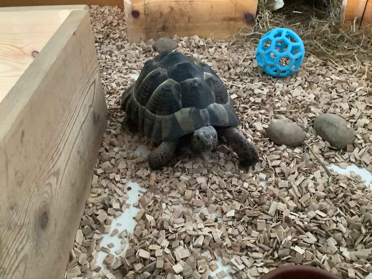 Greenfield Primary Academy tweet media