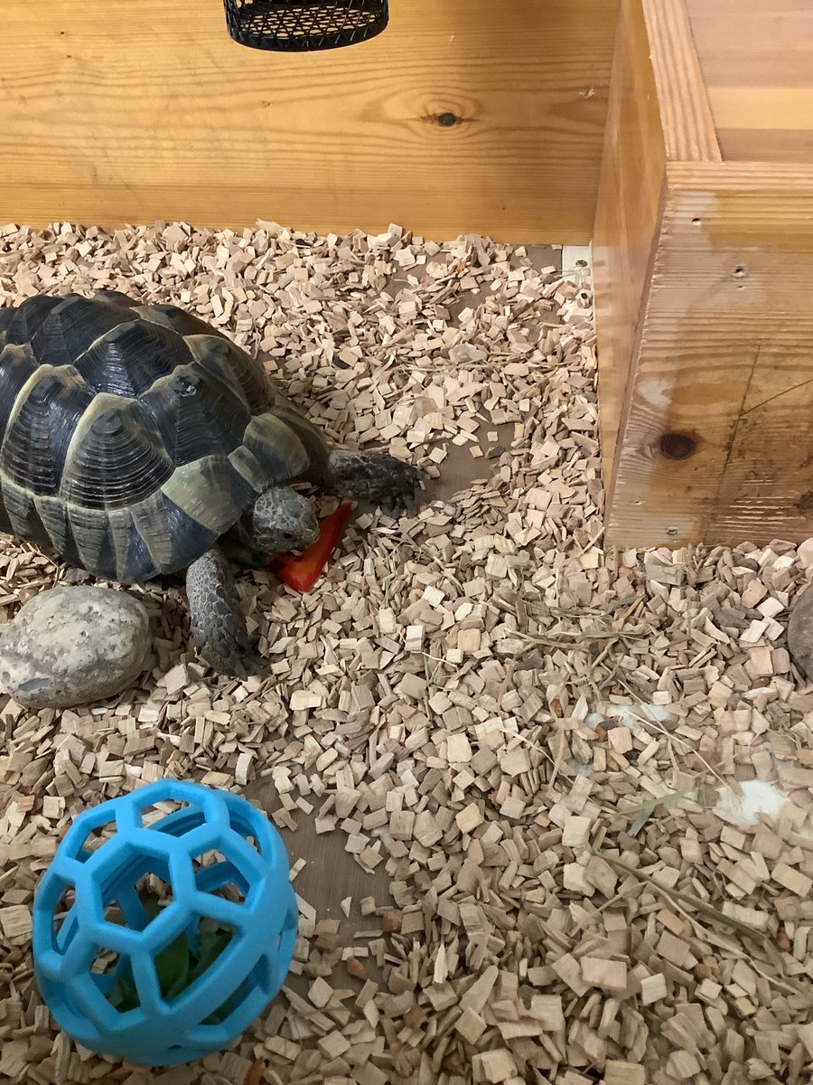 Greenfield Primary Academy tweet media