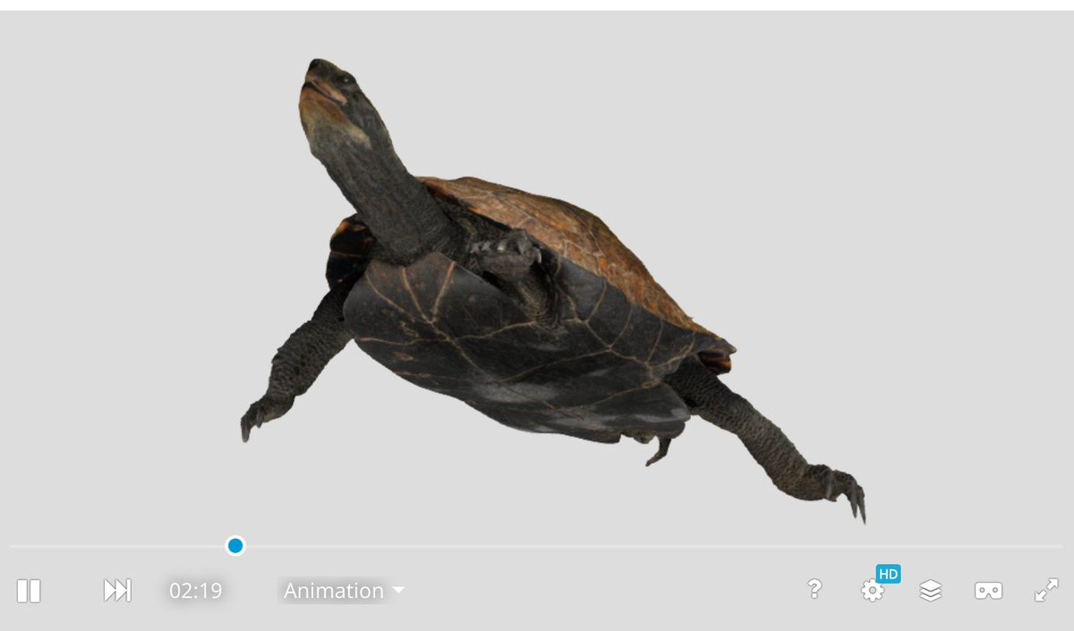 これは全絵描きに知って欲しいんですが、九州大学がSketchfabで360°全方向から生き物の形態を観察できる3D標本をパブリックドメインで公開されてる
sketchfab.com/ffishAsia-and-…