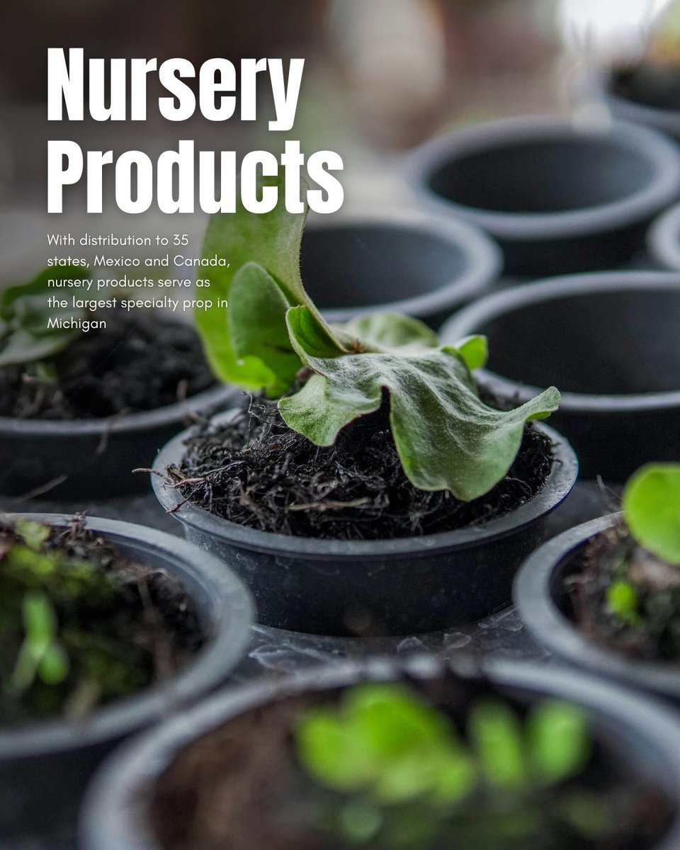 MI GROWN, MI GREAT tweet media