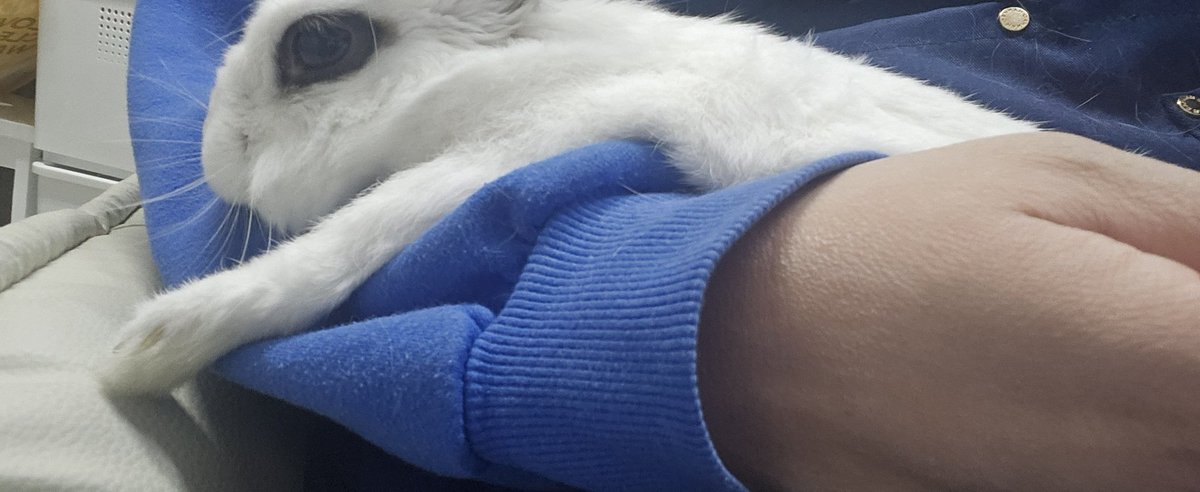 토끼 MingMing tweet media