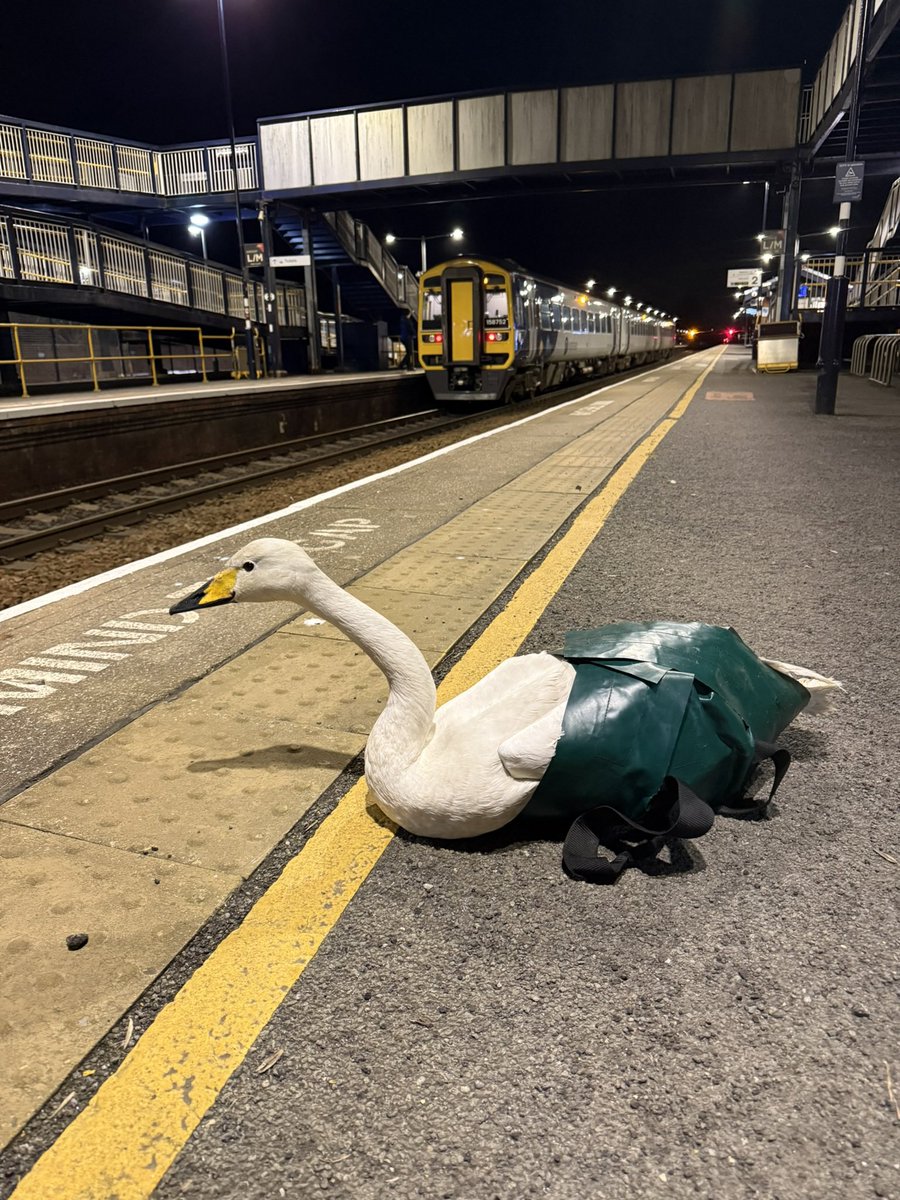 Yorkshire Swan & Wildlife Rescue Hospital tweet media