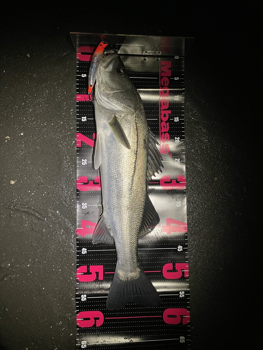 ケント tweet media