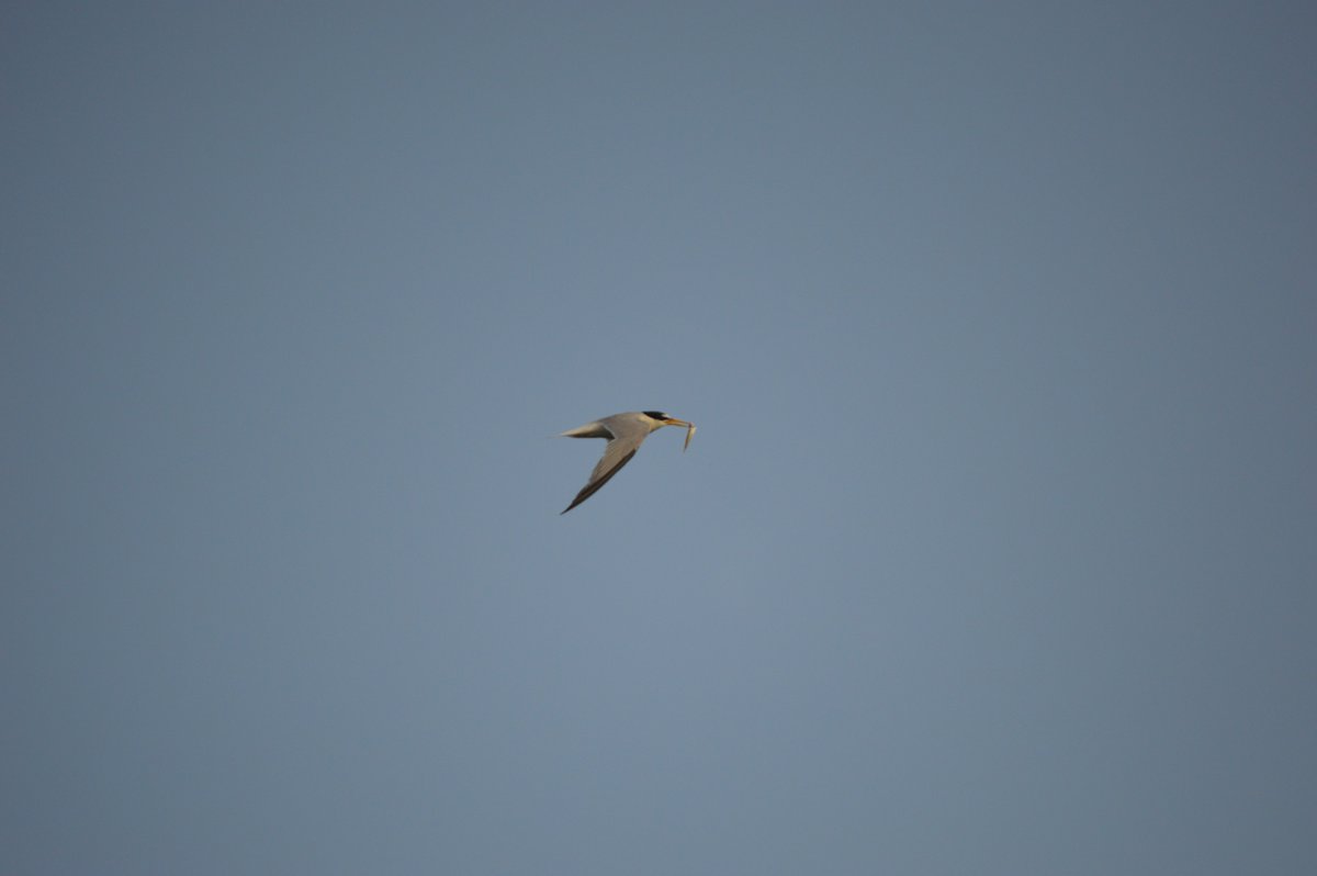 elriumillars's tweet photo. 🐦 Les Goles del Millars continuen sent refugi per a la mongeta.

El Consorci impulsa una nova campanya amb GER-EA, amb 3 plataformes flotants per consolidar la colònia de cria del xatrac menut (Sternula albifrons), després de l’èxit de 2025 amb fins a 18 parelles i 30 pollets. https://t.co/daastm8SqI