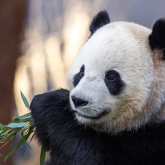 Biologia Braba tweet media