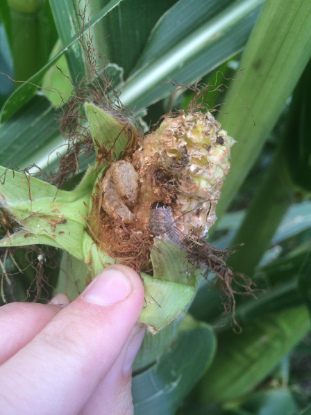 Crop Protection Network tweet media