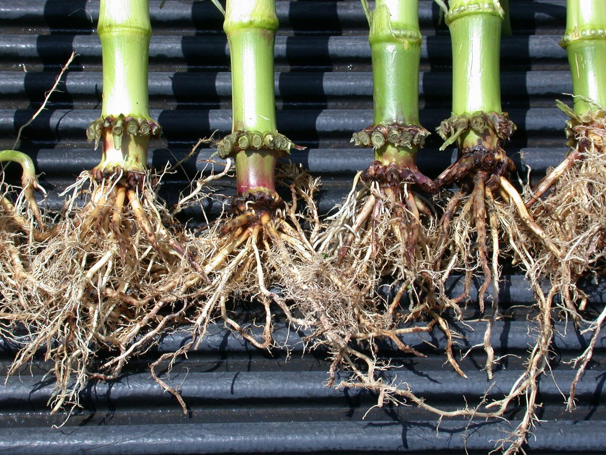 Crop Protection Network tweet media