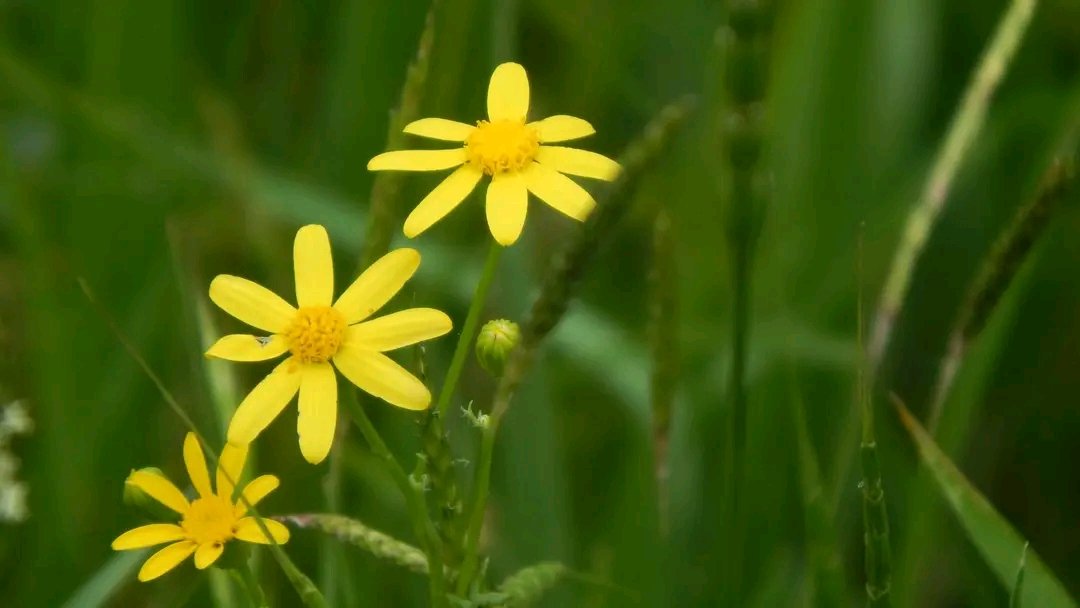 Mayko Ks. 🌞📸🇬🇪🇺🇦🇪🇺 tweet media