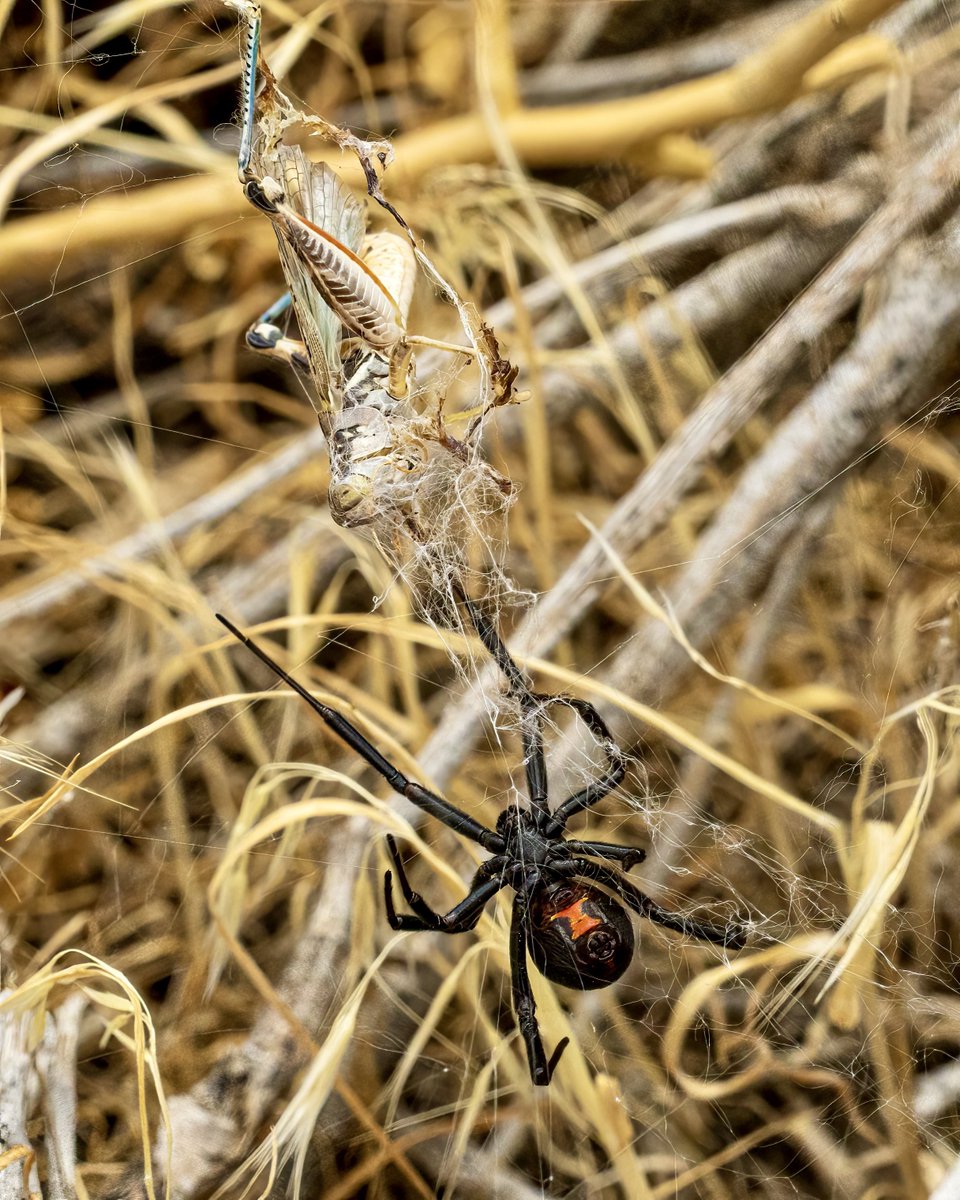 Candice Burke tweet media