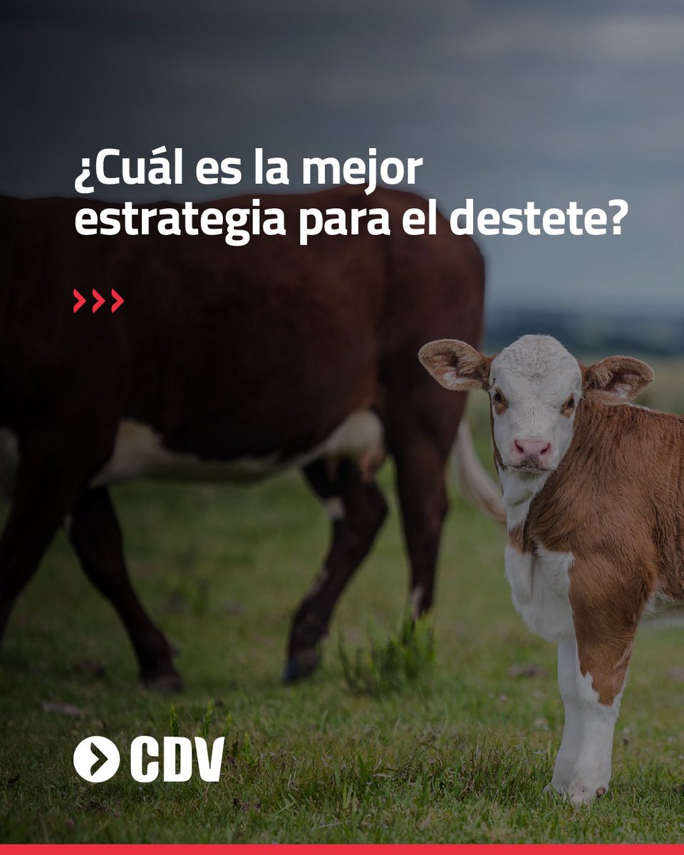 Laboratorio CDV tweet media