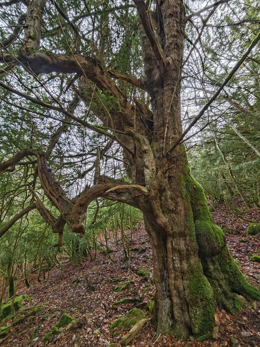 Al Filo Infrüngible tweet media