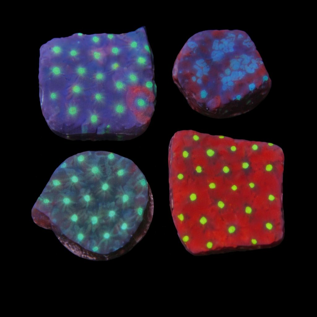 Saltwaterfish.com tweet media