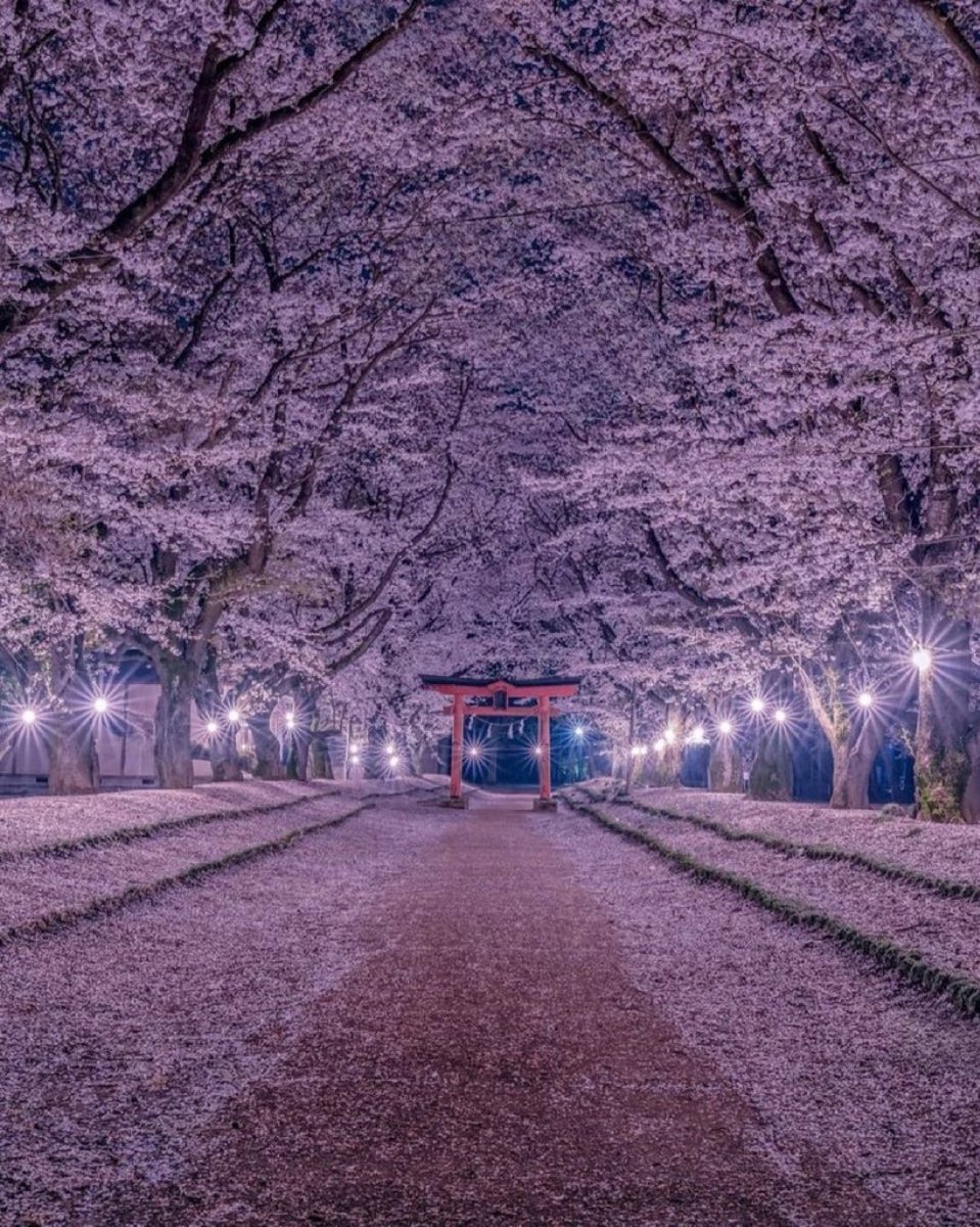 NightSkyToday's tweet photo. Cherry Blossom Season in Japan 🌸 https://t.co/1vdVOCLHXN