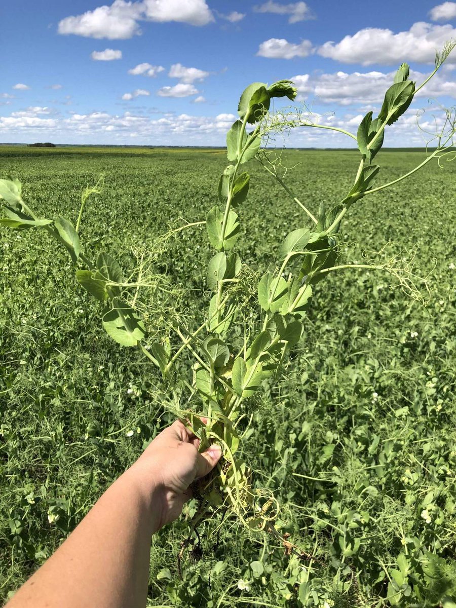 realagriculture's tweet image. Managing aphanomyces root rot in pulse crops is important for economic stability. Kevin Auch shares three key tips for effective management.  
👉 Read more: ow.ly/8ofW50Ysv4S  
#cdnag #pulses