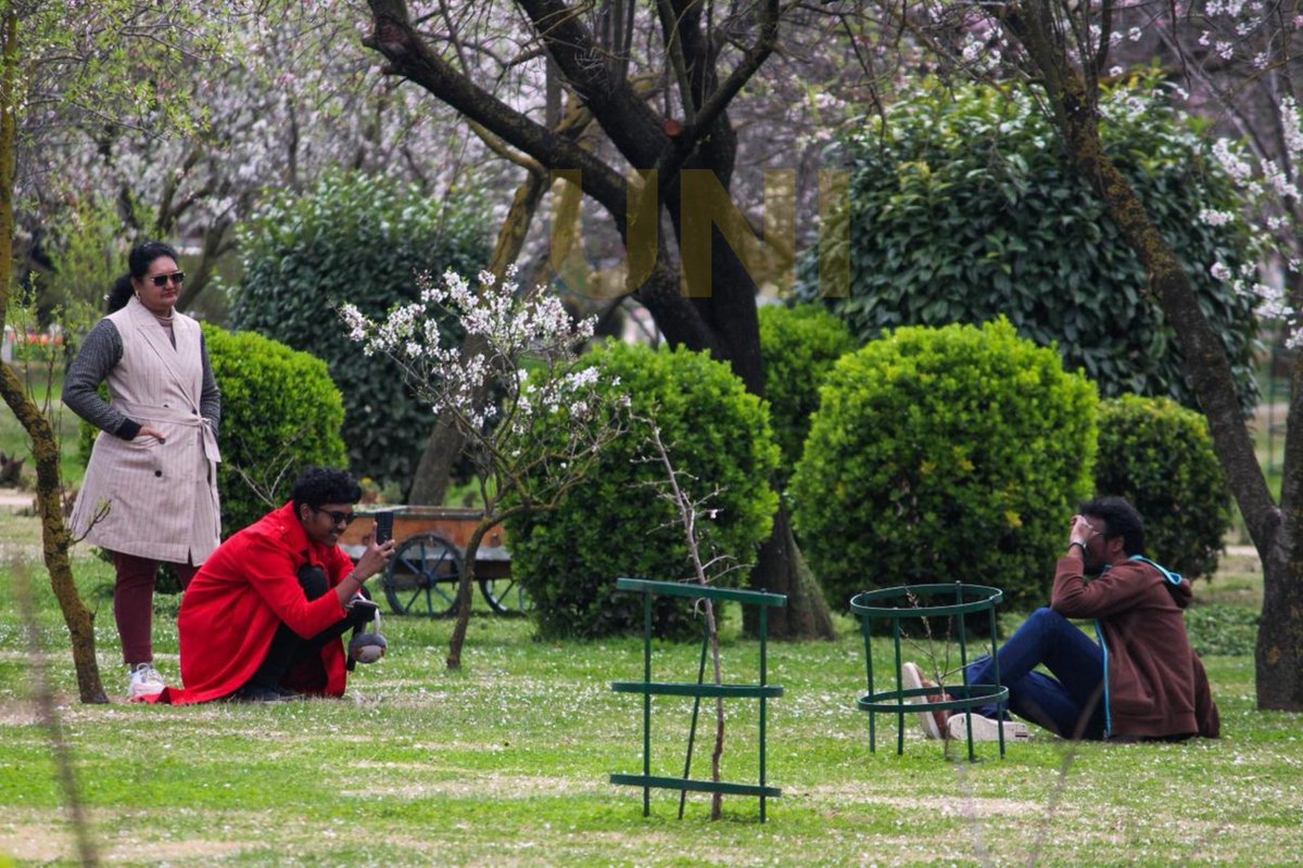 UNI_Photos's tweet photo. In Photos | Tourists and local residents throng Badamwari Garden in Srinagar to witness the blooming almond blossoms during the spring season.

📸: Shah Junaid / UNI

#BadamwariGarden | #Flowers | #AlmondBlossom | #Srinagar | #JammuAndKashmir | #SpringSeason | #UNI https://t.co/3VgzMdneXW