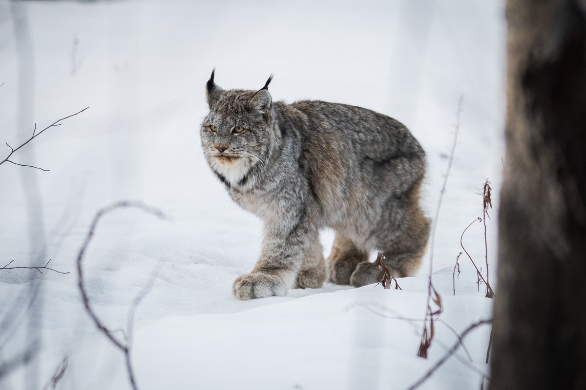National Wildlife Federation tweet media