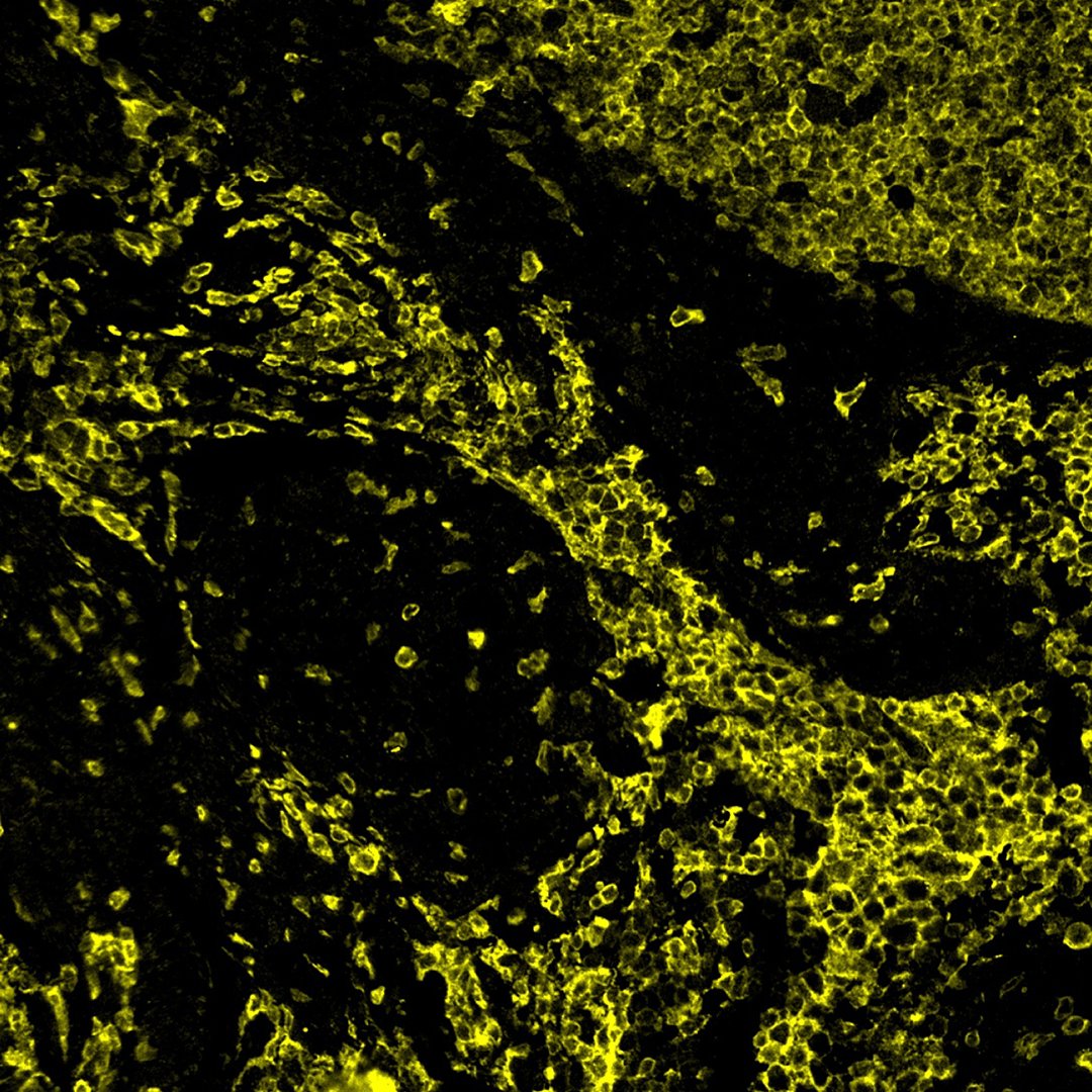 Cell Signaling Technology tweet media