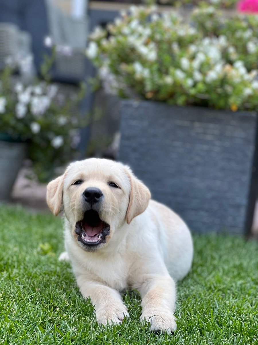 Jacqueline Jansen tweet media