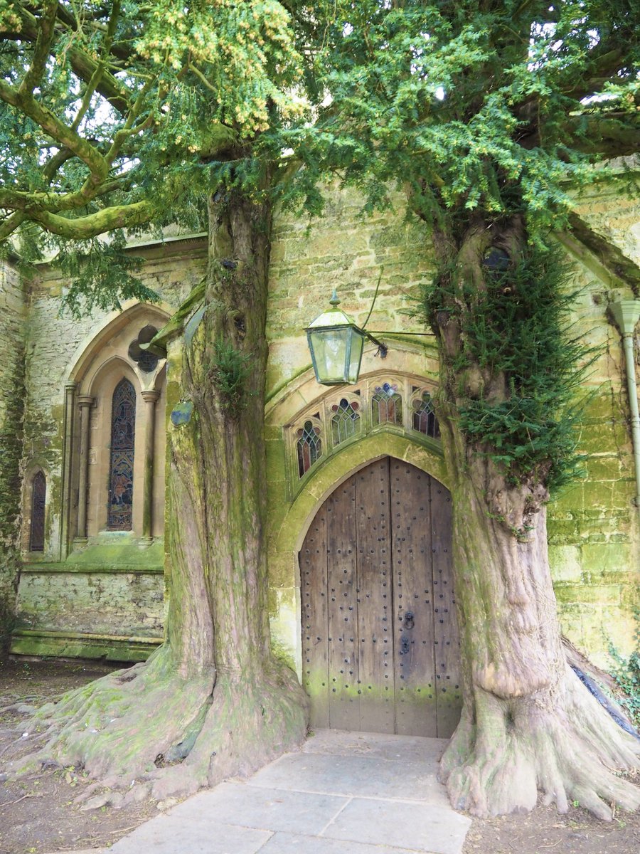 ムシュー猫 tweet media