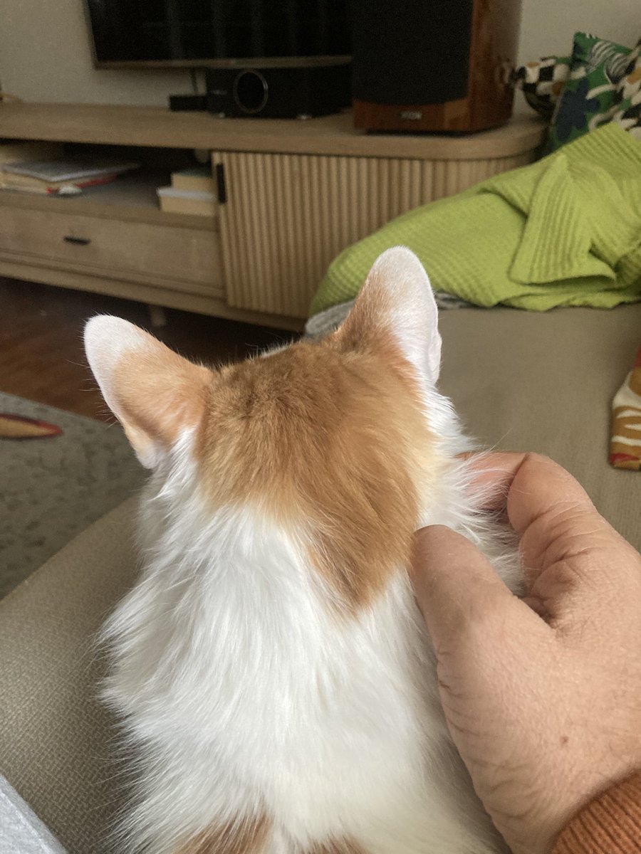 Hakan Toker tweet media