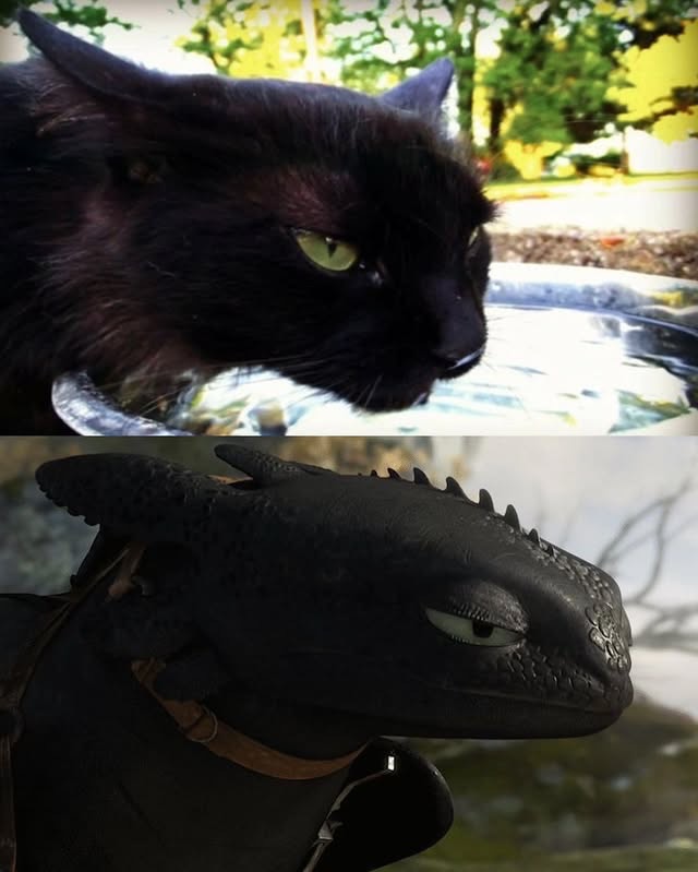 No Cats No Life tweet media