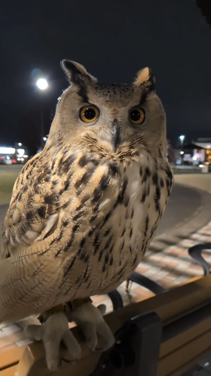 Miyu_and_Buffy's tweet image. うちのまんまーるフクロウ🦉💕 youtube.com/shorts/l-2jaCm…  #owl