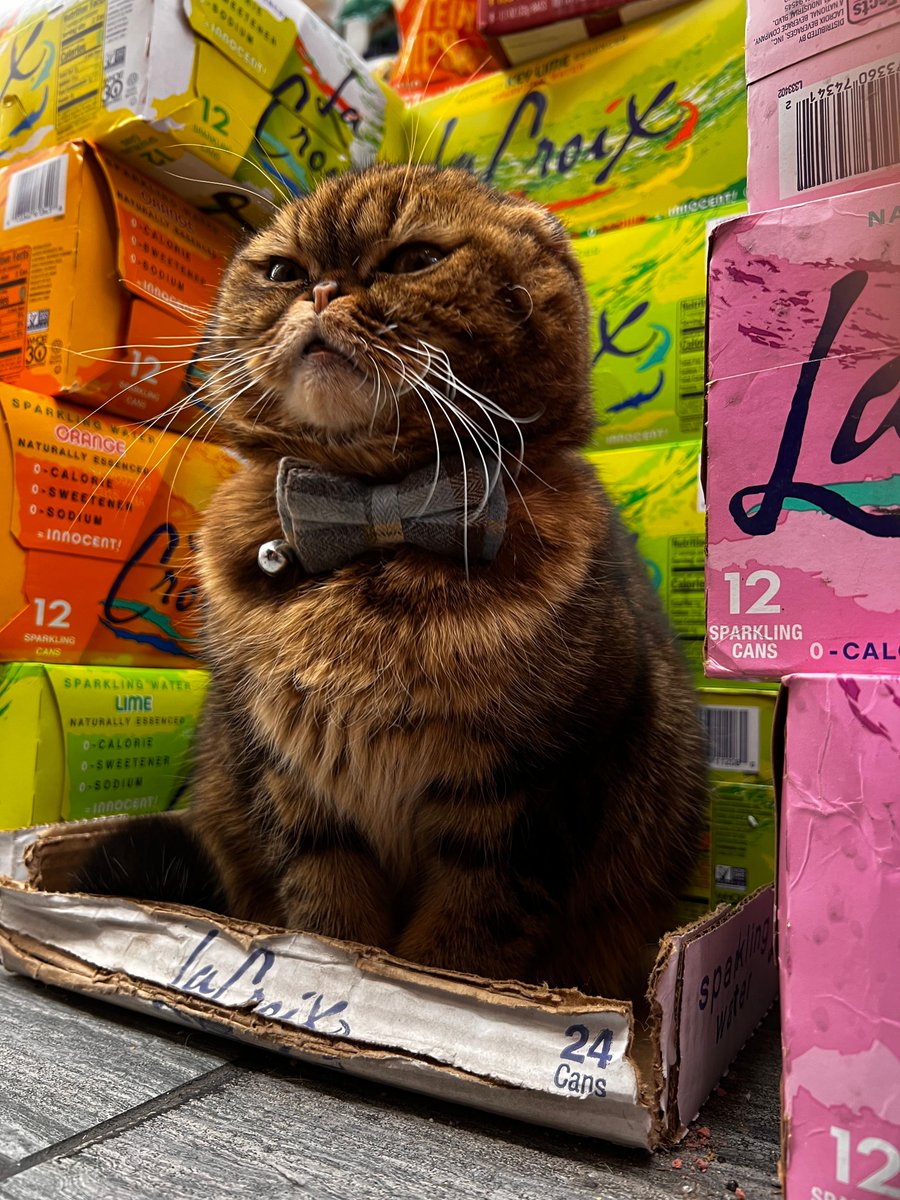 _bodegacatsofny's tweet photo. Documenting the working cats of the five boroughs. The book arrives in October 2026. The art prints and apparel are available now. Link in bio. DM for C/R.

#bodegacatsofnewyork #workingcats #bodegacats #newyorkbodegacats #union444 https://t.co/oJkm7LQcHb