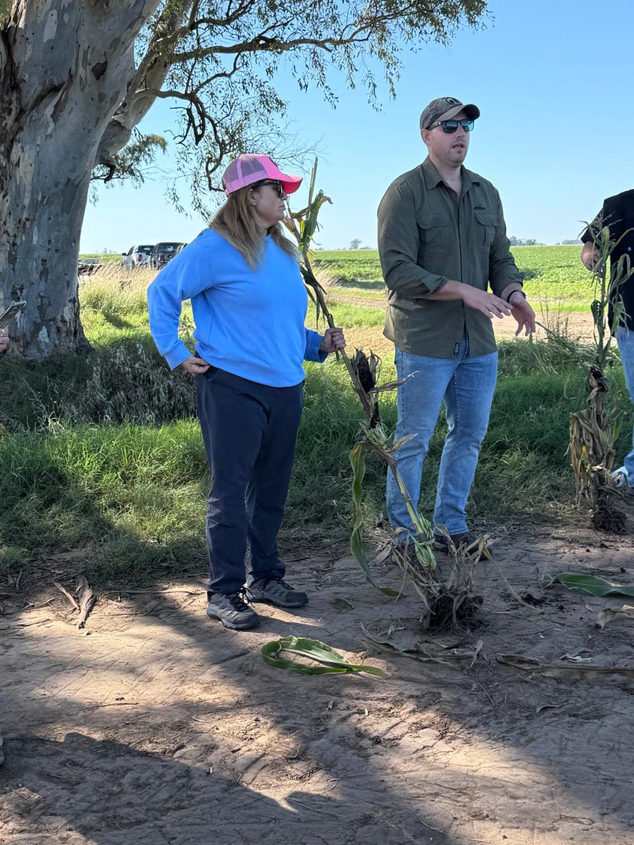 INTA Marcos Juárez tweet media