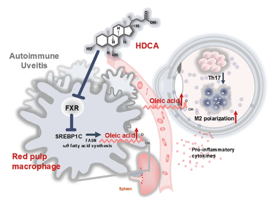 CDD press tweet media